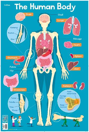 Human Body: 11 (Collins Children’s Poster)