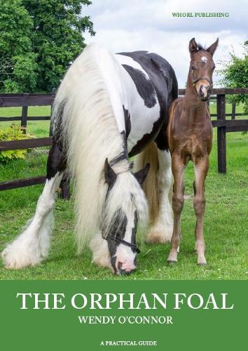 foal The Orphan Foal