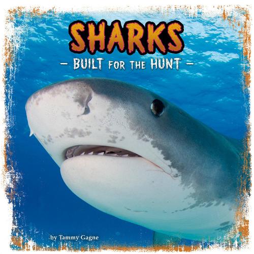 Sharks: Built for the Hunt (First Facts: Predator Profiles)