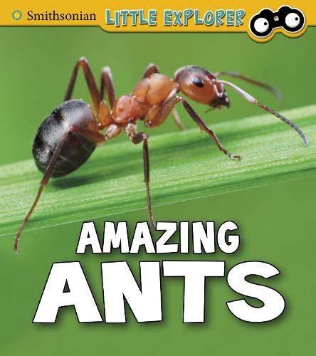 Amazing Ants (Smithsonian Little Explorer: Insect Explorer)