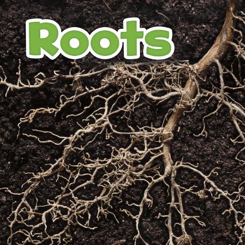 Plant Parts: Roots