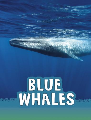 Blue Whales (Animals)