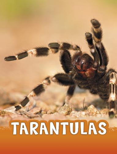 Tarantulas (Animals)