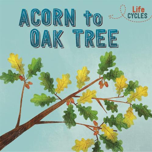 Acorn to Oak Tree (Life Cycles)