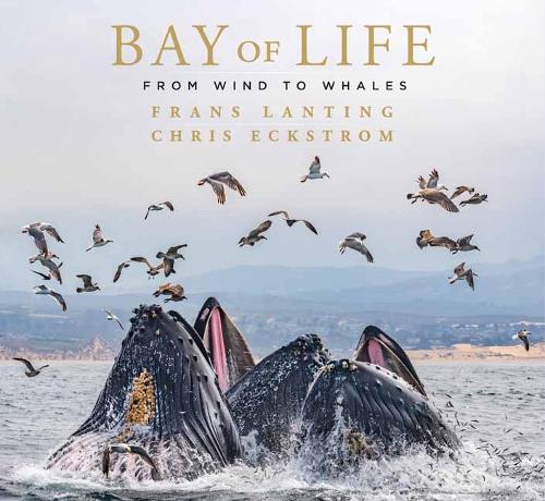 Bay of Life: From Wind to Whales (Mandala Earth)