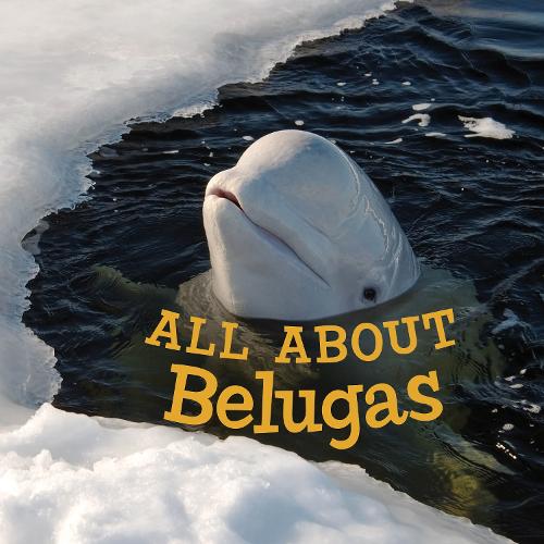 All about Belugas: English Edition (Nunavummi)