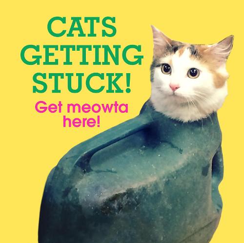 Cats Getting Stuck! (Gift)