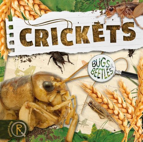 Crickets (Bugs and Beetles)