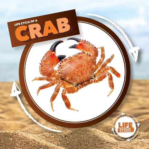 Crab (Life Cycle Of A)