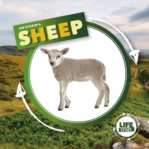 Life Cycle of a Sheep (Life Cycles)