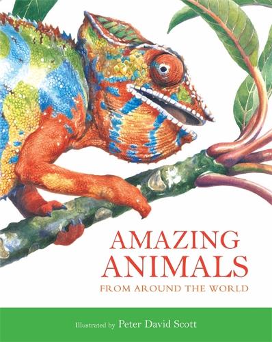 Amazing Animals - Hardback