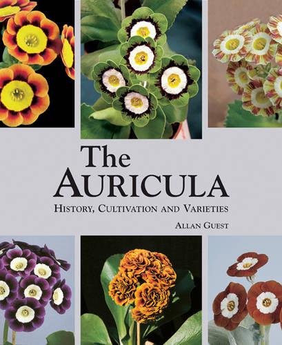 The Auricula: History, Cultivation and Varieties