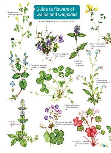 Guide to flowers of walks and waysides 2017 (FSC Fold-out charts)