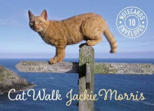 Cat Walk Notecards