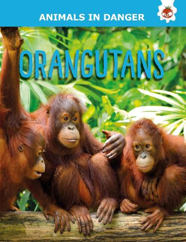 Orangutans - Animals In Danger