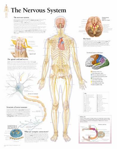 Nervous System