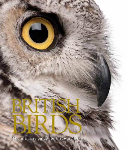 British Birds (Focus on Midi)