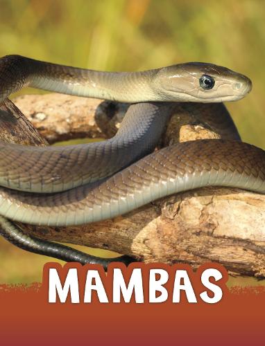 Mambas (Animals)