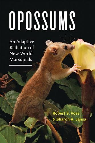 Opossums: An Adaptive Radiation of New World Marsupials