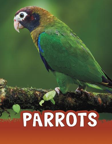 Parrots (Animals)