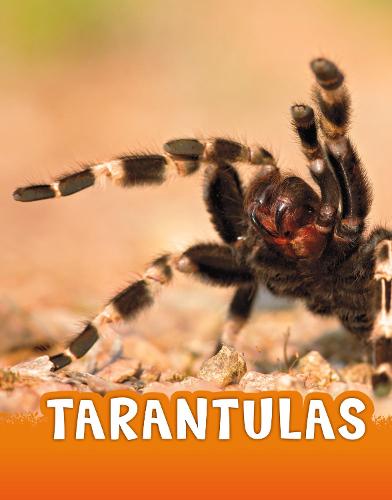 Tarantulas (Animals)