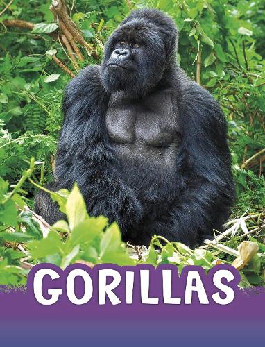 Gorillas (Animals)