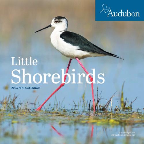 Audubon Little Shorebirds Mini Wall Calendar 2023