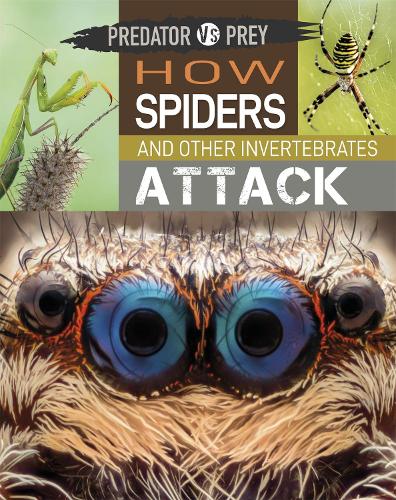 How Spiders and other Invertebrates Attack (Predator vs Prey)