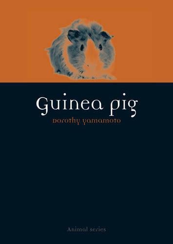 Guinea Pig (Animal)