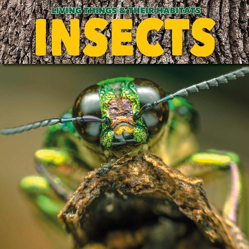 Insects (Living Things and Their Habitats)